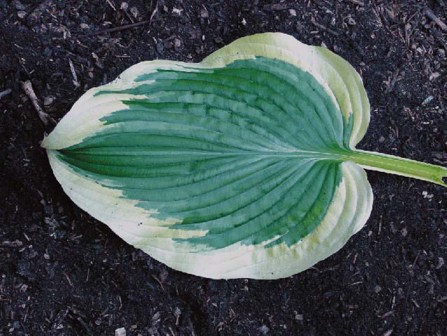 Hosta Yellow River bladdetail