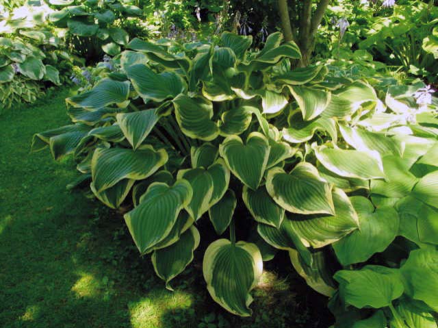 Hosta Yellow River