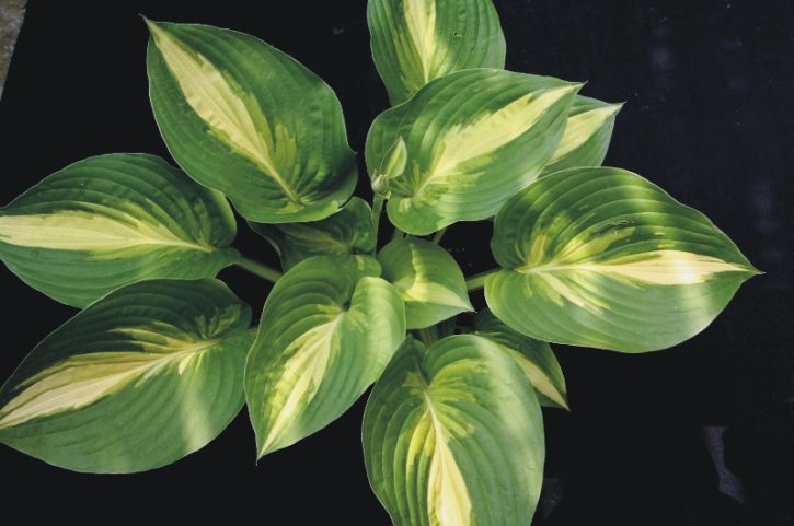 Hosta Ann Kulpa