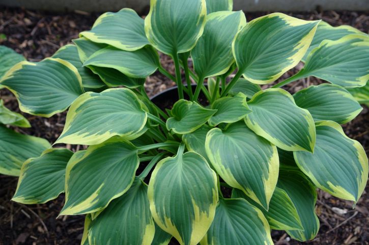 Hosta Chantilly Lace