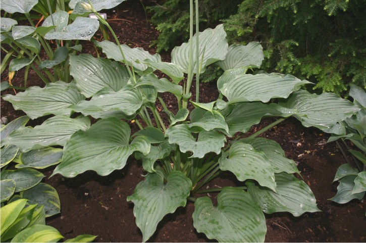 Hosta Komodo Dragon