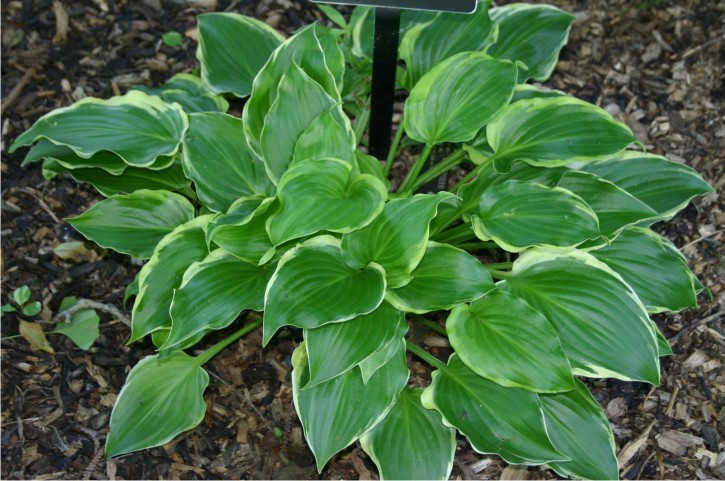 Hosta Sugar and Spice